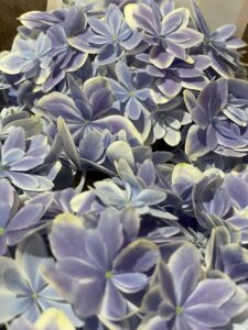 バリューハウスブログ用 母の日のプレゼントで送った紫陽花