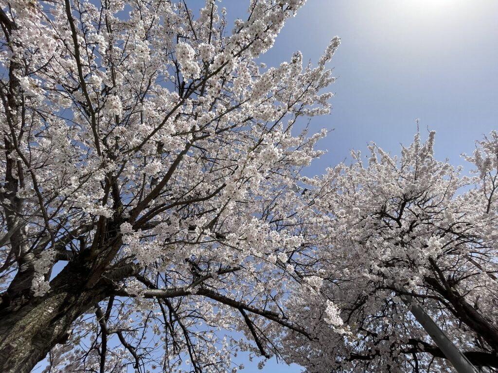 バリューハウスブログ用　天童市青空の下の満開の桜