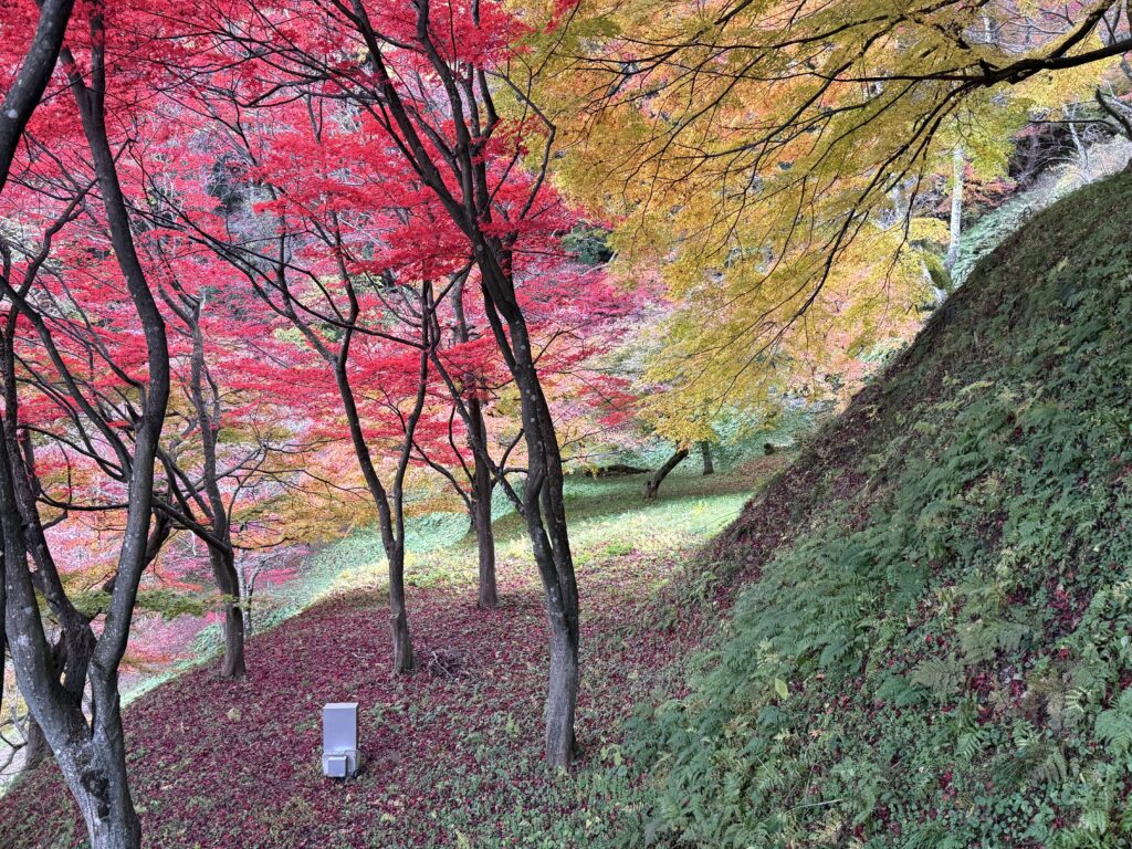 天童市舞鶴山から見る紅葉5