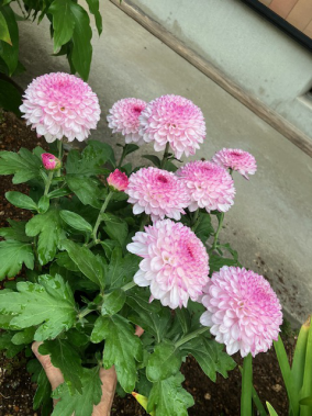 薄ピンクのダリア　山形生花地方卸市場で購入した花｜天童市バリューハウスブログ
