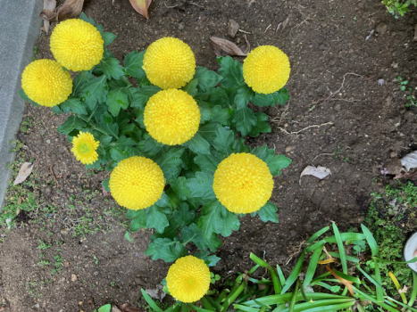 ぽんぽんした丸い黄色のダリア　山形生花地方卸市場で購入した花｜天童市バリューハウスブログ